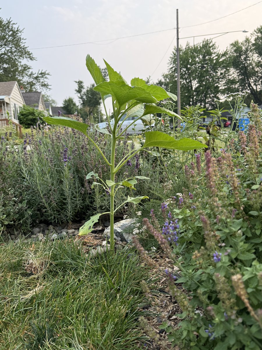 Photo from July 27, 2026